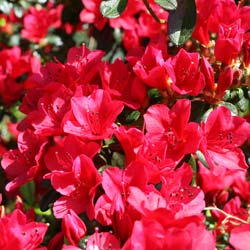 Azalée japonaise 'Ward's Ruby' / Azalea japonica Ward s Ruby